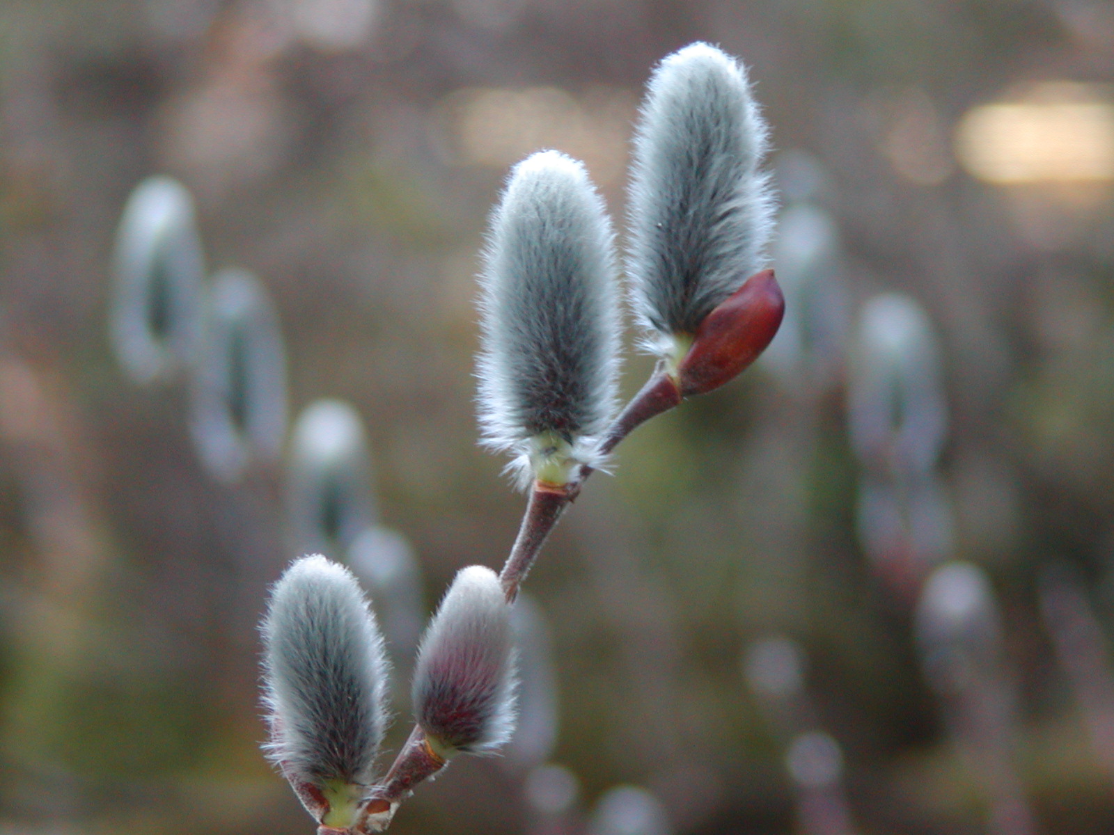 今日の言葉：ヘンリー・フォード