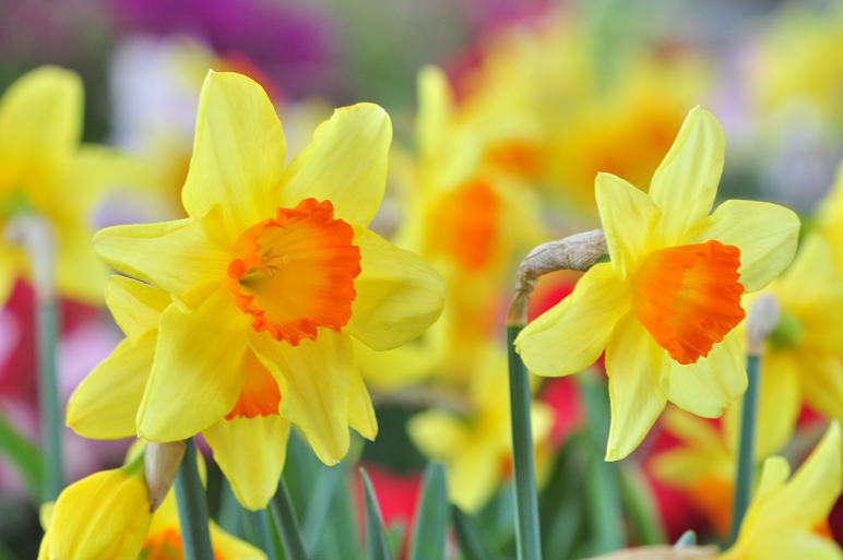 今日の言葉：ジョージ・アレン・シニア