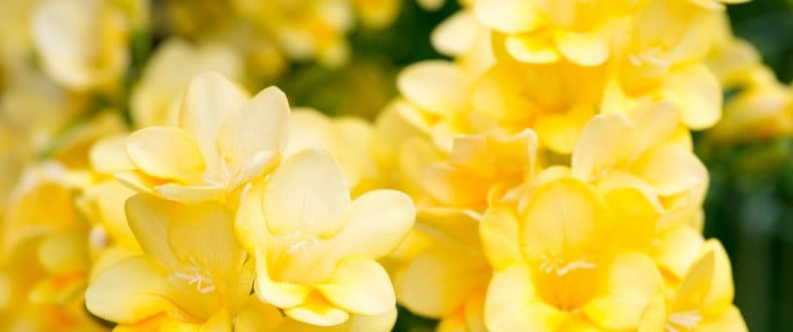 今日の言葉：H・ジャクソン・ブラウン・ジュニア