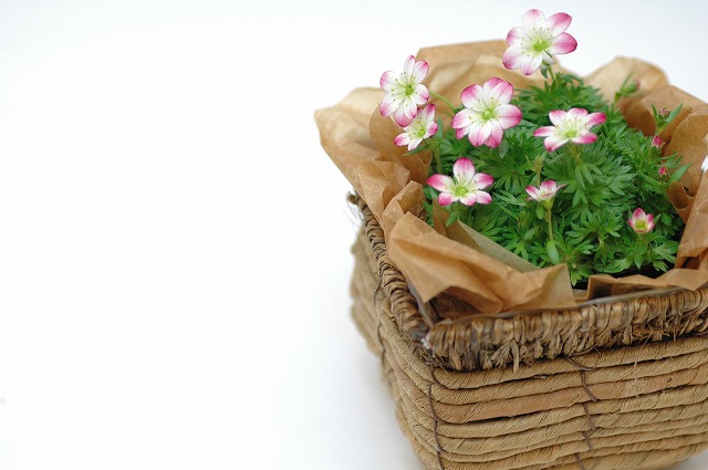 今日の言葉：カール・グスタフ・ユング