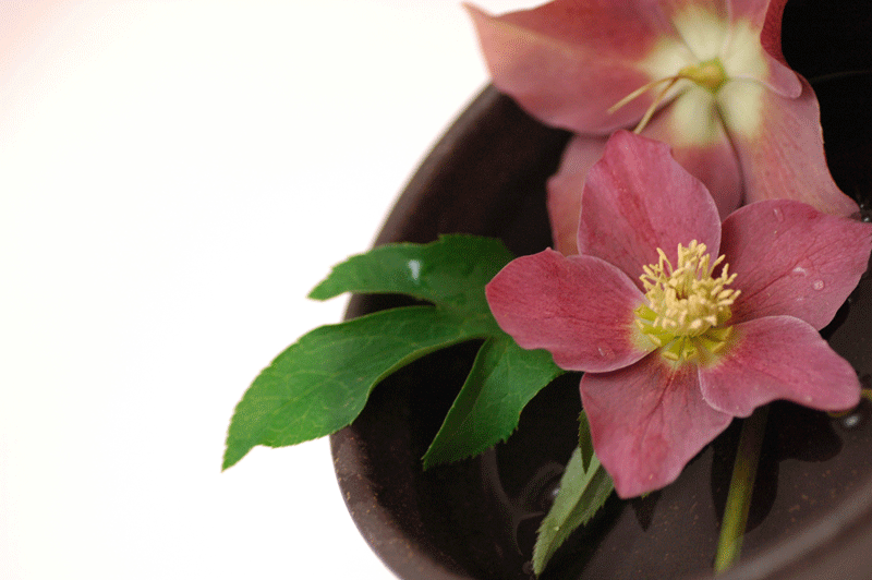 今日の言葉：マーティン・ルーサー・キング