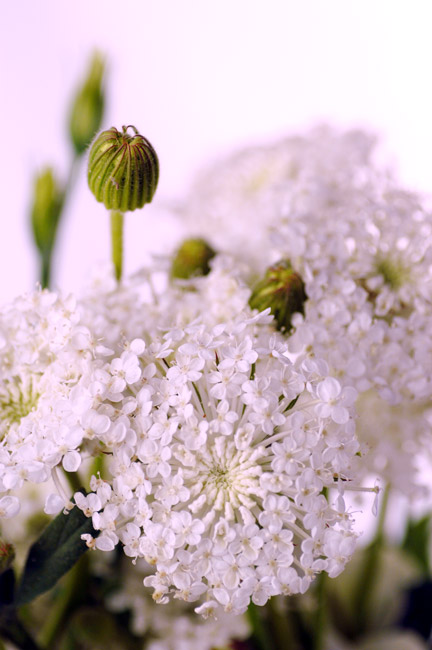 今日の言葉：カール・グスタフ・ユング