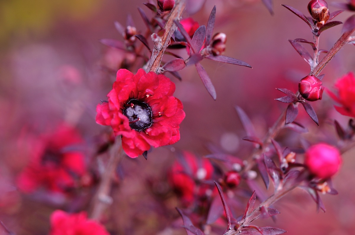 今日の言葉：ウォルター・べラン・ウォルフ