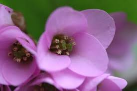 今日の言葉：ビクトル・E・フランクル