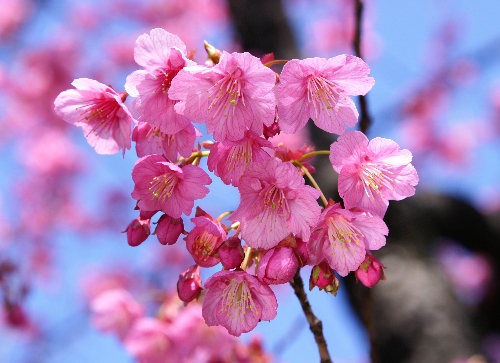 今日の言葉：パブロ・ピカソ