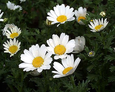 今日の言葉：アレックス・ロビラ