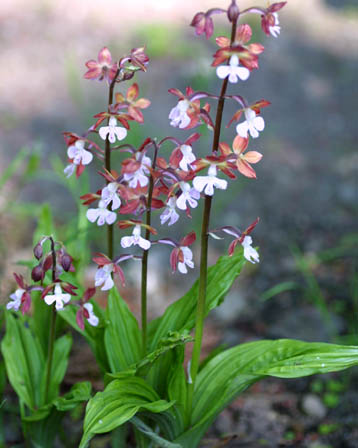 今日の言葉：吉本ばなな