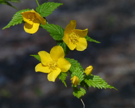 今日の言葉：ビクトル・E・フランクル