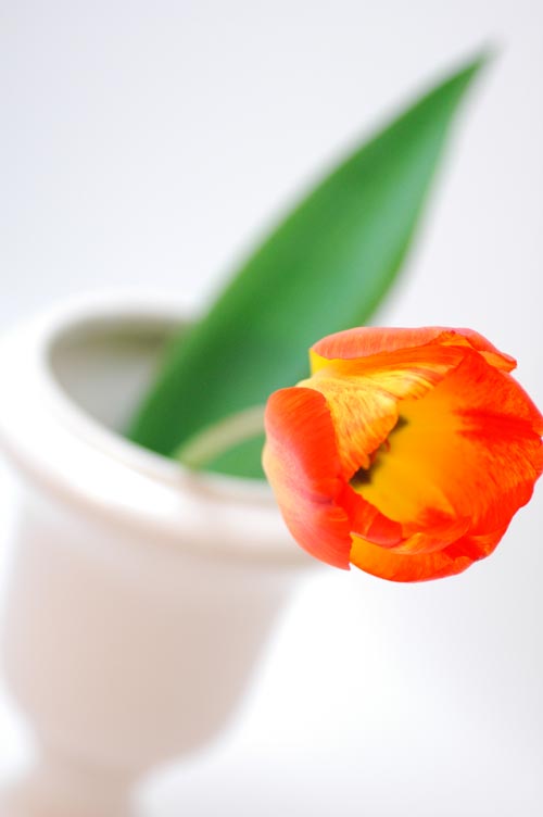 今日の言葉：マザーテレサ