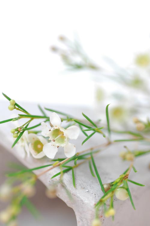 今日の言葉：ビクトル・E・フランクル