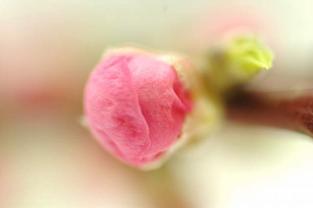 今日の言葉：コロサイ信徒への手紙（聖書より）