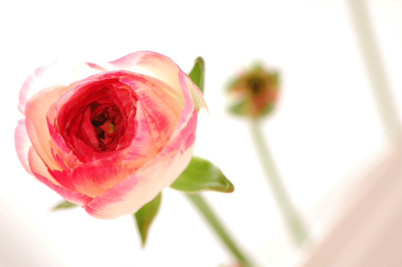 今日の言葉：エリック・バターワース