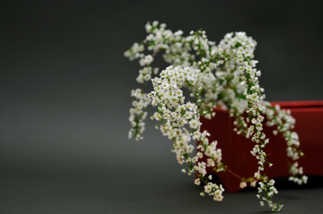 今日の言葉：マーク・トウェイン