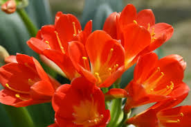 今日の言葉：ヘレン・ケラー