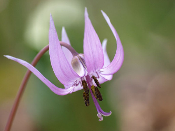 今日の言葉：アレックス・ロビラ