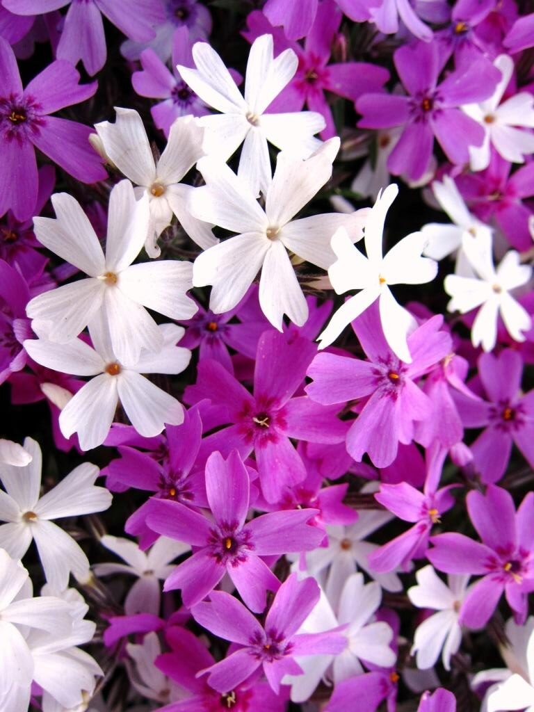 今日の言葉：西田幾多郎