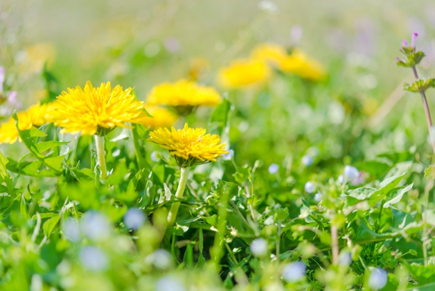 今日の言葉：アレックス・ロビラ