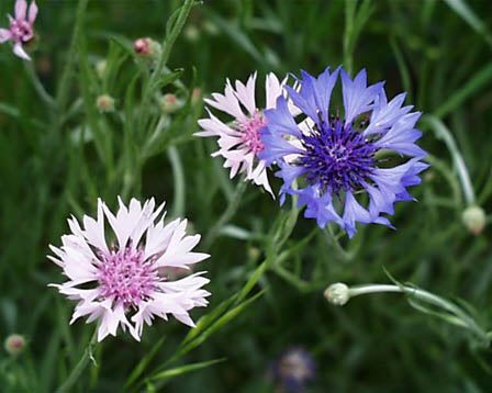 今日の言葉：ジョージ・バーナードショー