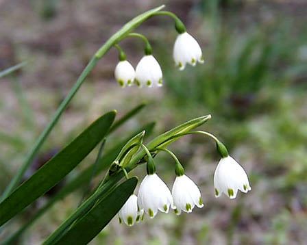 今日の言葉：マザーテレサ