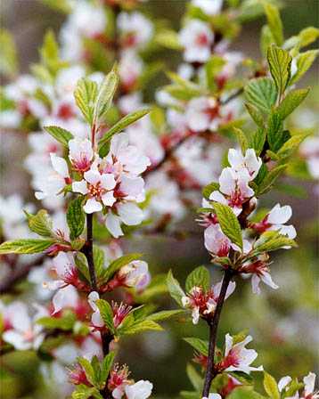 今日の言葉：チャード・ポール・エバンス