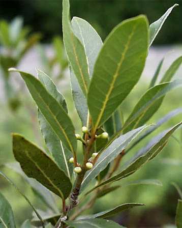 今日の言葉：アレックス・ロビラ