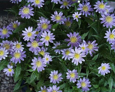 今日の言葉：諸富祥彦