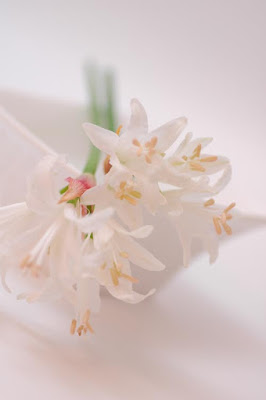 今日の言葉：スコット・ハミルトン