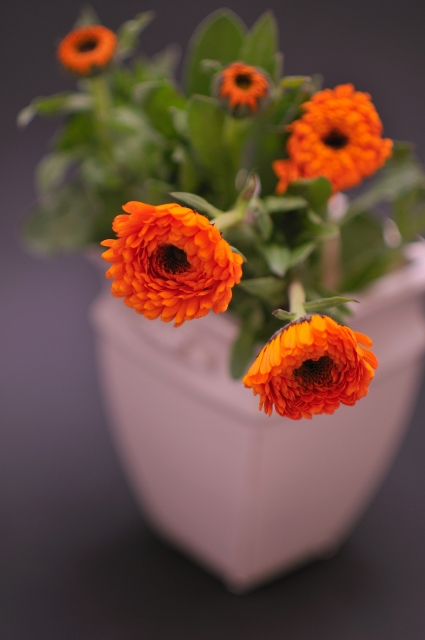 今日の言葉：西田幾多郎