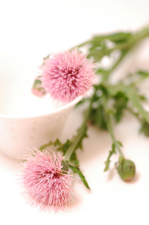 今日の言葉：西田幾多郎