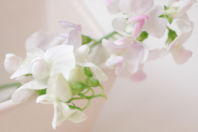 協力雇用主制度を考える