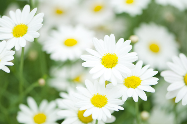 今日の言葉：吉本ばなな