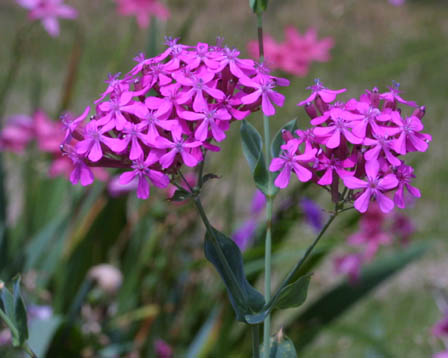 今日の言葉：ウィンストン・チャーチル