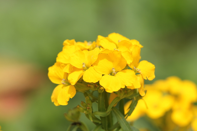 今日の言葉：ビクトル・E・フランクル