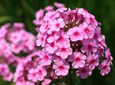 今日の言葉：アレックス・ロビラ