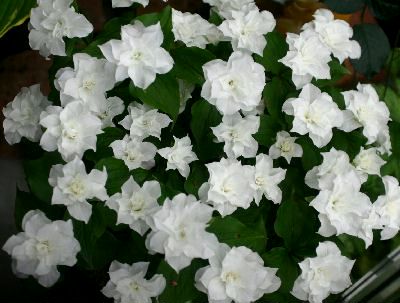 今日の言葉：ウィリアム・アーサー・ウォード