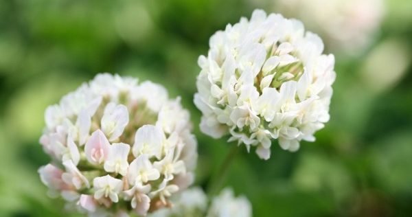 今日の言葉：リチャード・L・エヴァンス