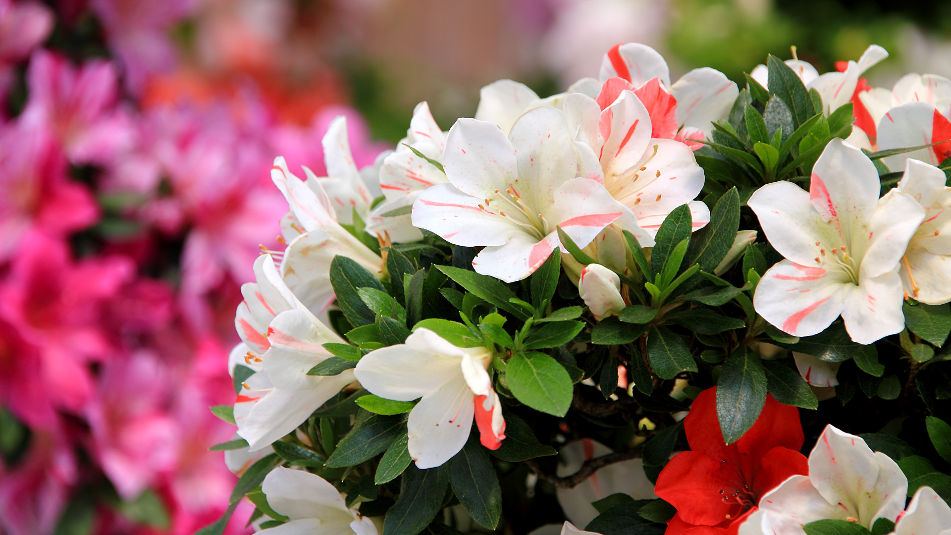 今日の言葉：バーバラ・ブラハム