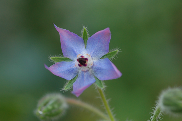 今日の言葉：アレックス・ロビラ