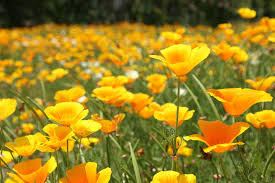 今日の言葉：フランクリン・D・ルーズベルト