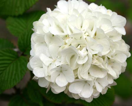 今日の言葉：アレックス・ロビラ