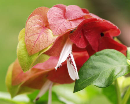 今日の言葉：ゲーテ