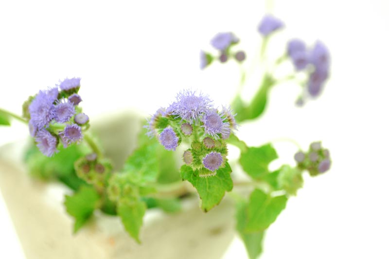 今日の言葉：イザヤ書