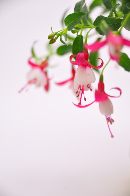 今日の言葉：ヘレンケラー