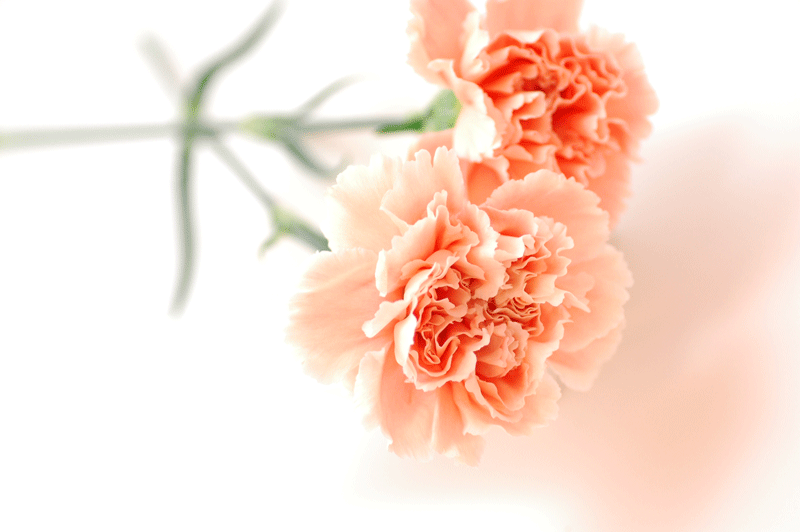 今日の言葉：アレックス・ロビラ