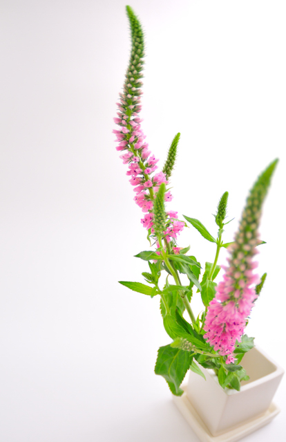 今日の言葉：マザーテレサ