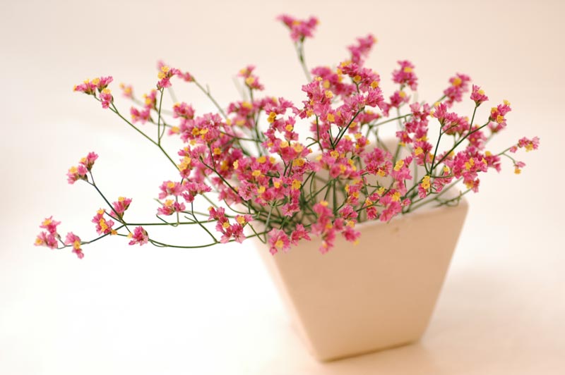 今日の言葉：フランク・タイガー