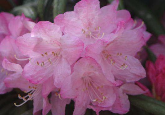 今日の言葉：ルイス・カス