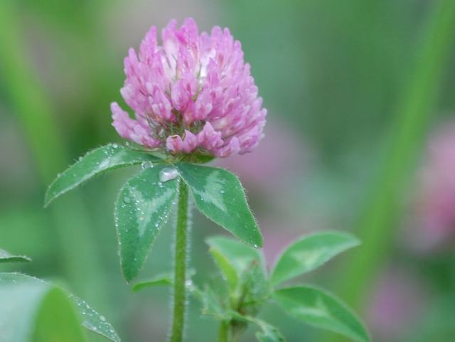 今日の言葉：ゲーテ