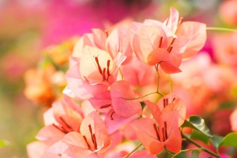 今日の言葉：リリアンスミス