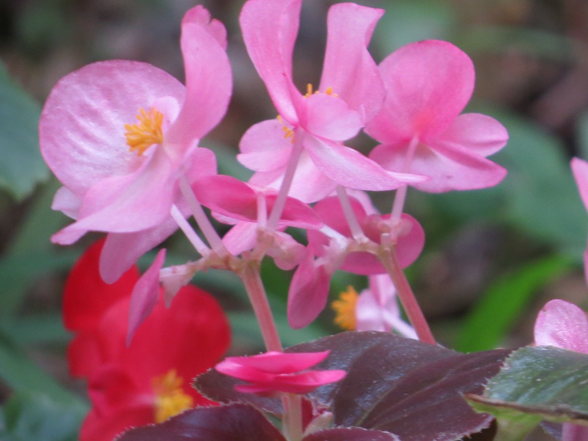 今日の言葉：本田宗一郎